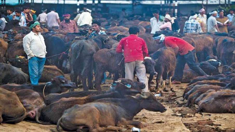 हरिद्वार के सारे कस्बे हए कसाईखाना मुक्त, कुंभ मेले से पहले बड़ी सफलता हरिद्वार के सारे कस्बे हए कसाईखाना मुक्त, कुंभ मेले से पहले बड़ी सफलता- India TV Hindi