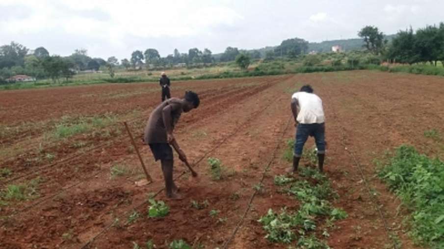 strawberry farming helping farmers income to increase in jharkhand झारखंड: अब स्ट्रॉबेरी की खेती में strawberry farming helping farmers income to increase in jharkhand झारखंड: अब स्ट्रॉबेरी की खेती में- India TV Hindi