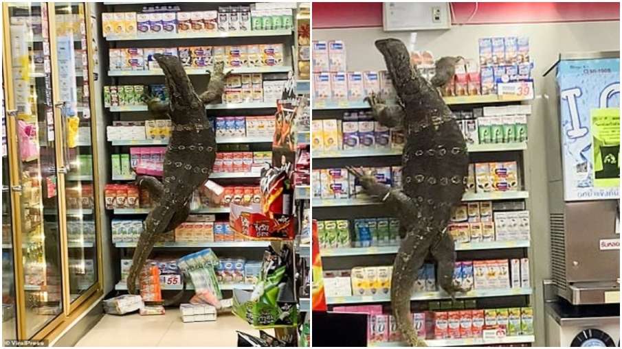 monitor lizard in mall monitor lizard in mall- India TV Hindi