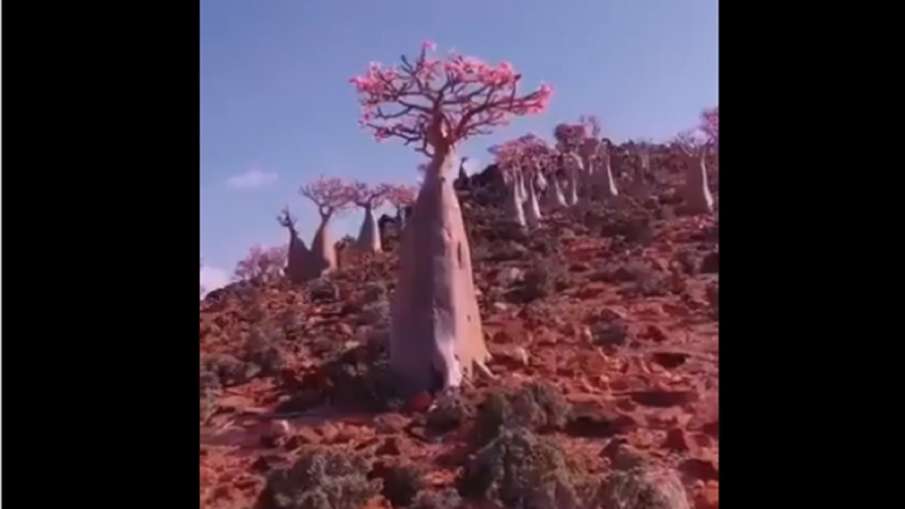 video of desert rose tree video of desert rose tree- India TV Hindi