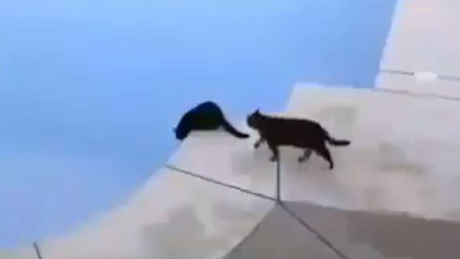 naughty cat video naughty cat video- India TV Hindi