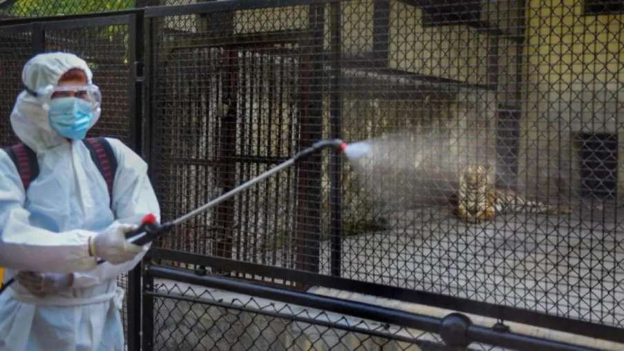 Coronavirus does not spread through animals, only through human to human transmission: Govt Coronavirus does not spread through animals, only through human to human transmission: Govt- India TV Hindi