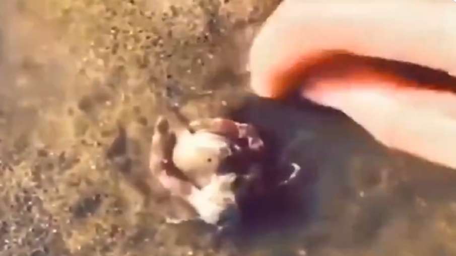 crab video crab video- India TV Hindi