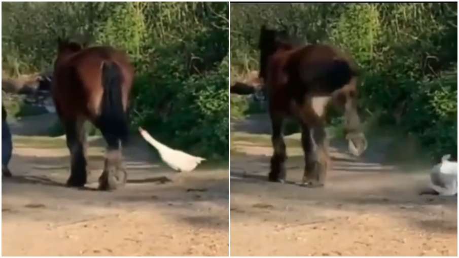 horse kick horse kick- India TV Hindi