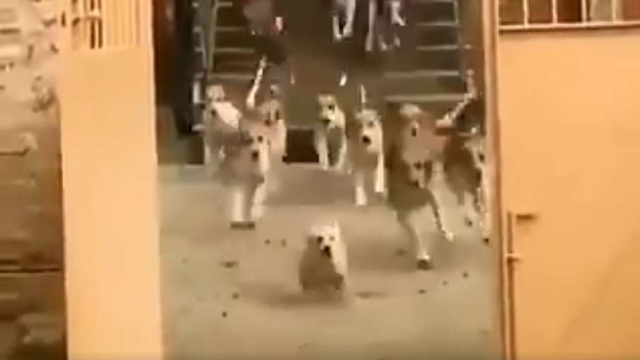 cute puppy video cute puppy video- India TV Hindi