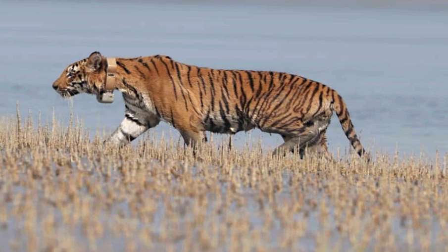 madhya pradesh tiger reserve national park to open from June 1 MP में Tiger Reserve और National Park madhya pradesh tiger reserve national park to open from June 1 MP में Tiger Reserve और National Park- India TV Hindi