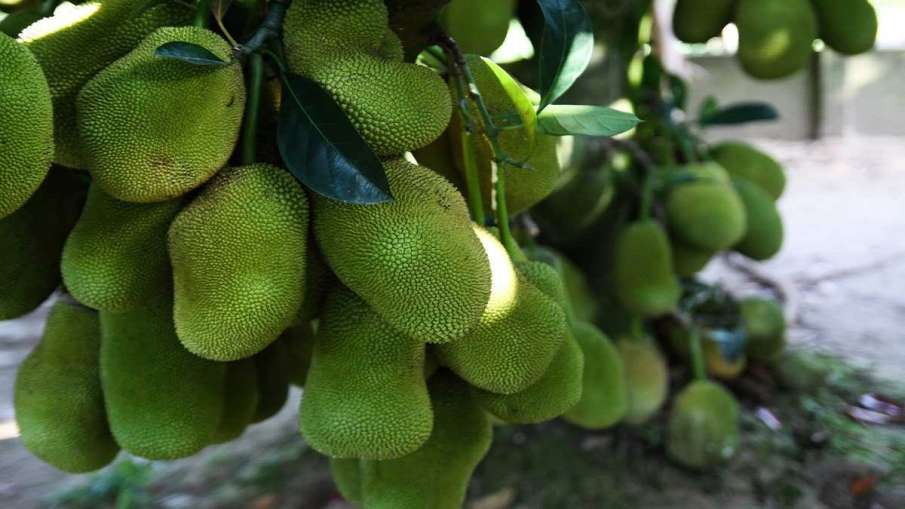 Tripura starts exporting jackfruits to UK Tripura starts exporting jackfruits to UK- India TV Paisa
