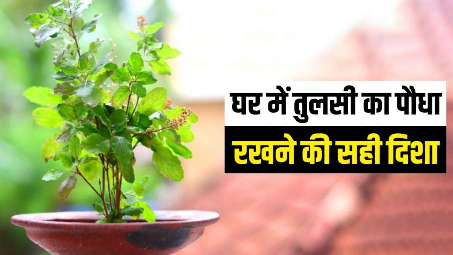 Vastu Tips: हर मुसीबत का संकेत देती हैं तुलसी, घर पर लगाने से पहले जरूर जान लें कुछ बातें Vastu Tips: हर मुसीबत का संकेत देती हैं तुलसी, घर पर लगाने से पहले जरूर जान लें कुछ बातें- India TV Hindi