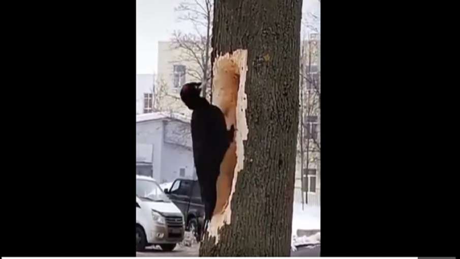 Woodpecker Woodpecker- India TV Hindi