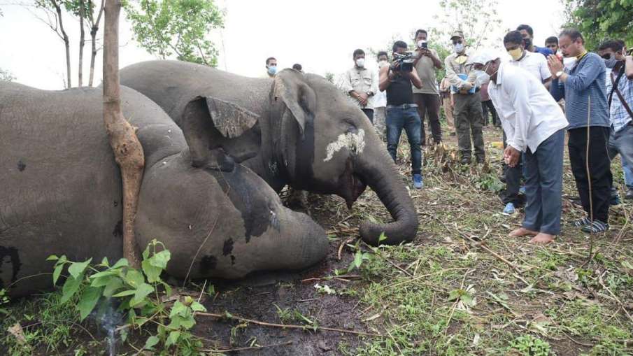 18 wild elephants killed in Assam due to lightning, confirms post-mortem exam 18 wild elephants killed in Assam due to lightning, confirms post-mortem exam- India TV Hindi