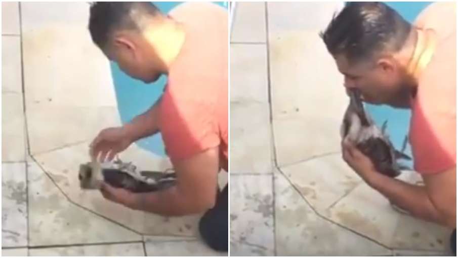 bird rescue bird rescue- India TV Hindi