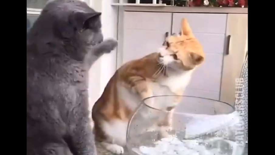 cat slapped friend cat slapped friend- India TV Hindi