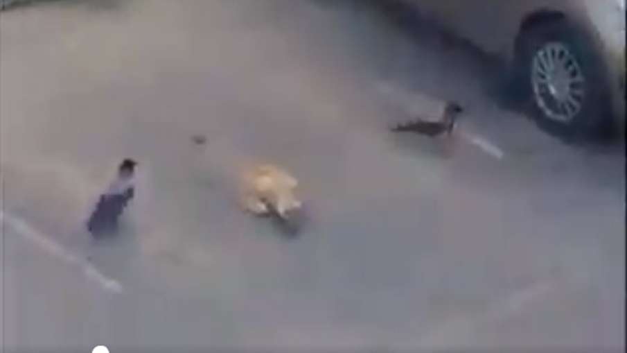 clever crows clever crows- India TV Hindi
