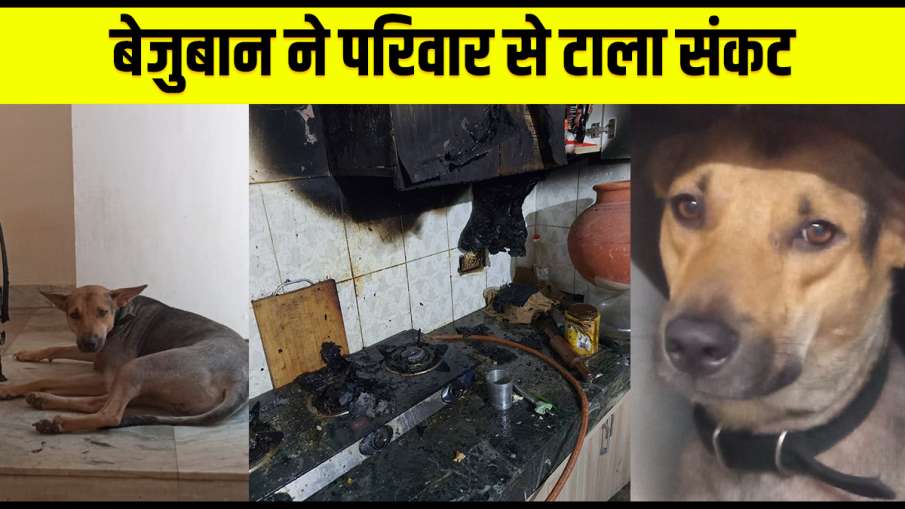 pet dog raises alarm saves family from fire in greater noida अच्छा करने वालों के साथ अच्छा ही होता ह pet dog raises alarm saves family from fire in greater noida अच्छा करने वालों के साथ अच्छा ही होता ह- India TV Hindi