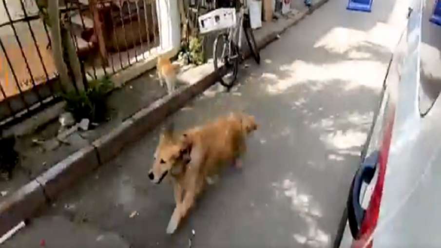 dog video dog video- India TV Hindi