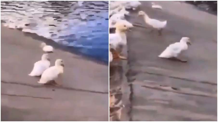 duck party duck party- India TV Hindi
