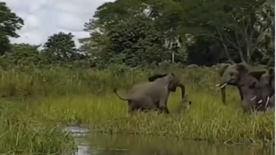 elephant video elephant video- India TV Hindi