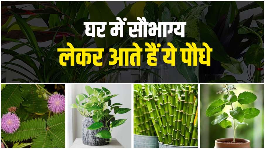 vastu tips vastu tips- India TV Hindi