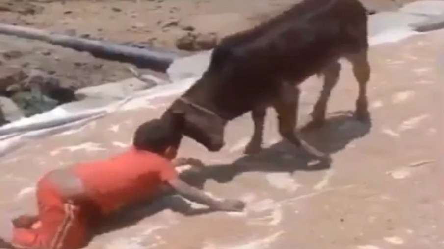 kid fight with calf kid fight with calf- India TV Hindi