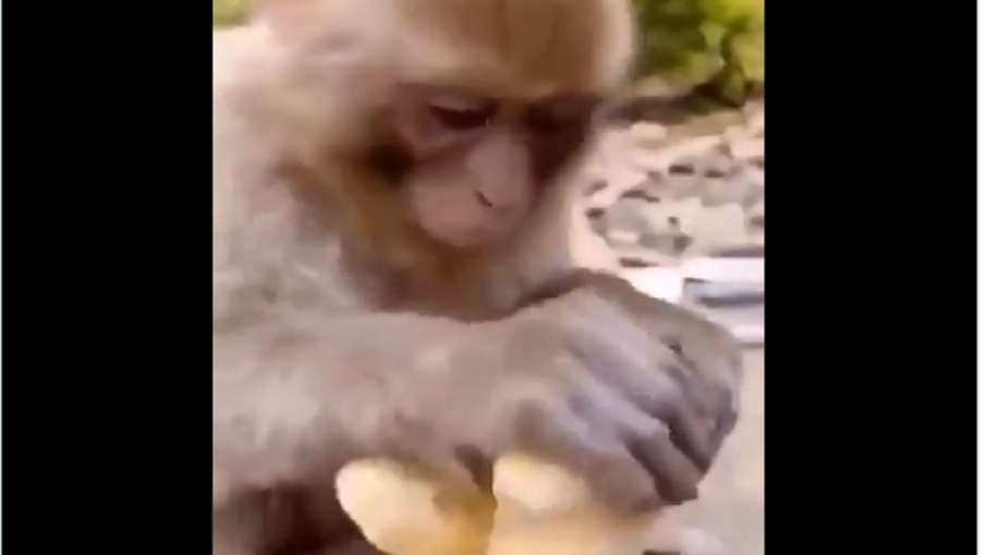 Monkey taste ginger Monkey taste ginger- India TV Hindi