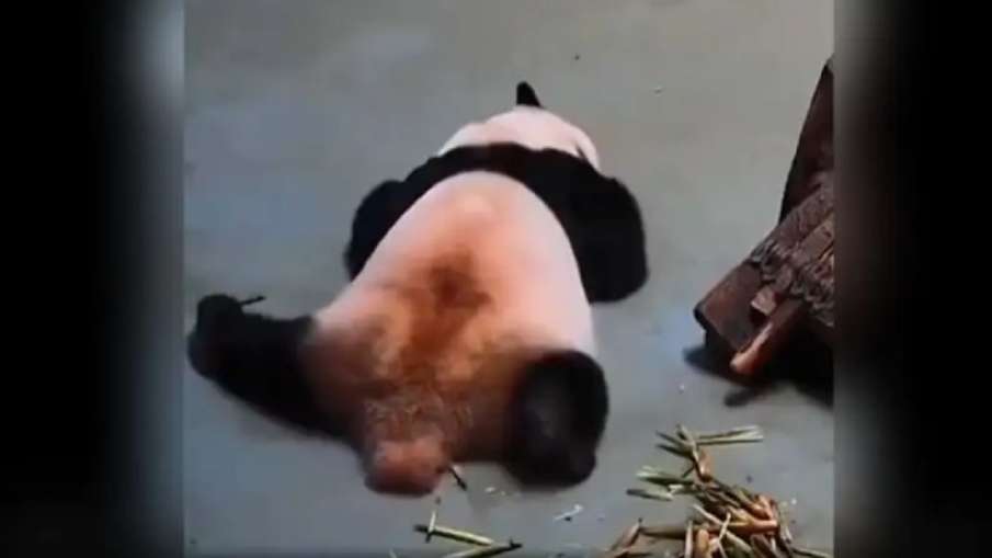 panda video panda video- India TV Hindi
