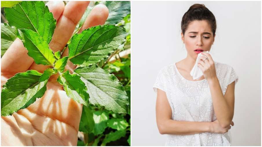 tulsi home remedies tulsi home remedies - India TV Hindi