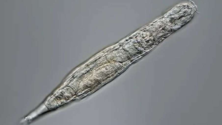 Rotifer, Rotifer 24000 years, Rotifer Siberia, Rotifer Russia Rotifer, Rotifer 24000 years, Rotifer Siberia, Rotifer Russia- India TV Hindi