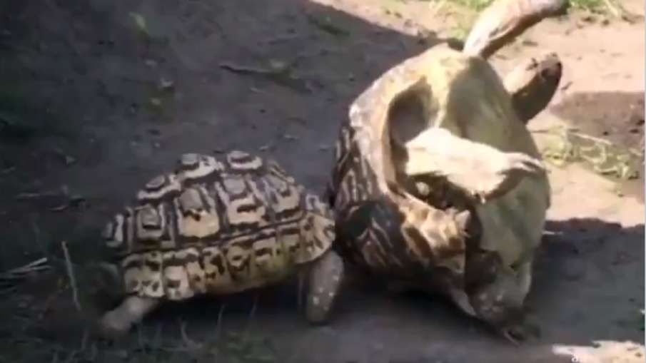 Tortoise video Tortoise video- India TV Hindi
