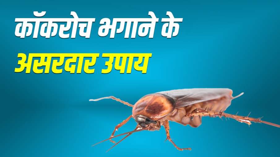 कॉकरोच को घर से भगाने के घरेलू उपाय, यूं हो जाएंगे रफूचक्कर कॉकरोच को घर से भगाने के घरेलू उपाय, यूं हो जाएंगे रफूचक्कर- India TV Hindi
