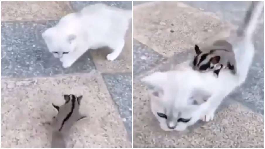 cat fight cat fight- India TV Hindi