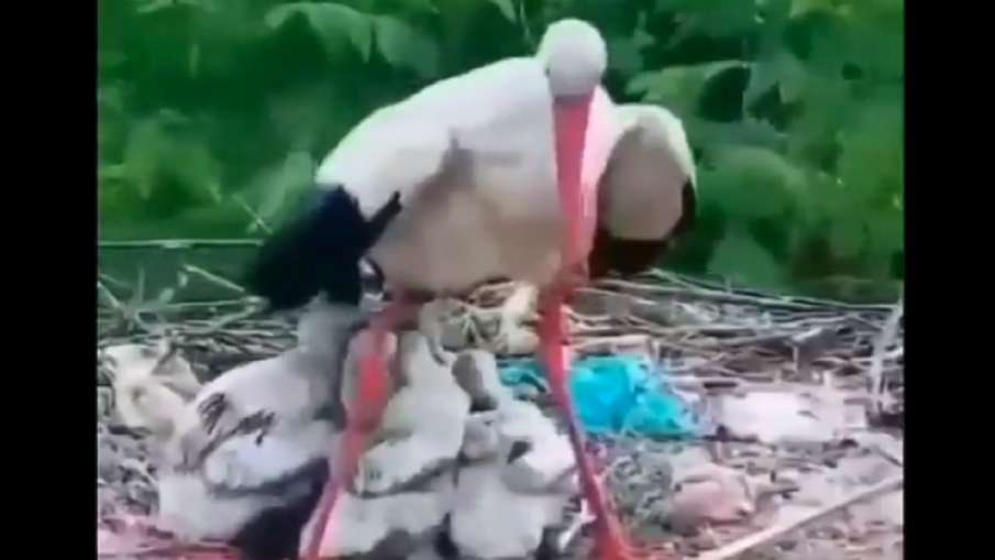 Mother's love Mother's love- India TV Hindi