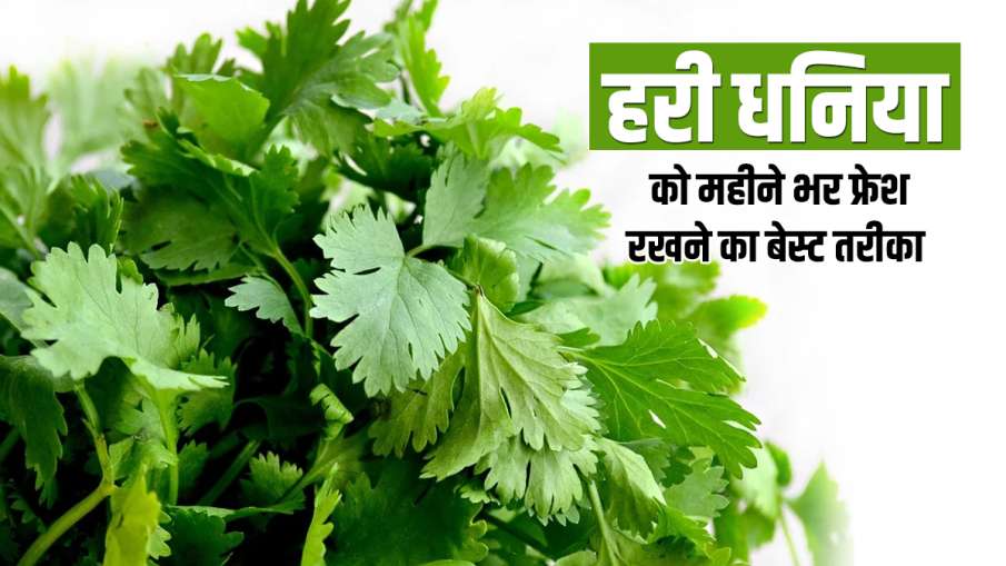 Kitchen Hacks easy ways to store coriander leaves in fridge hari dhaniya ko store karne ka tarika- India TV Hindi