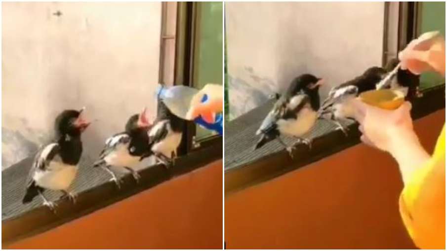 women feeding birds women feeding birds - India TV Hindi