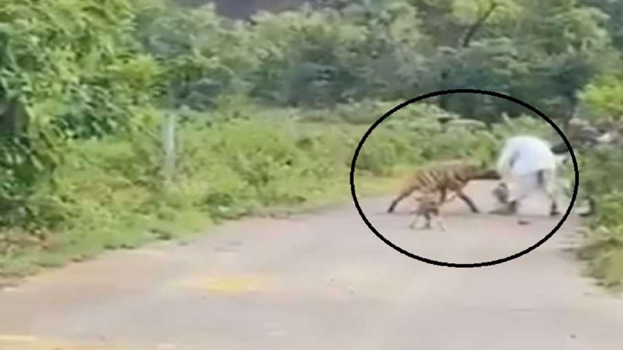 Hyena attack Hyena attack- India TV Hindi
