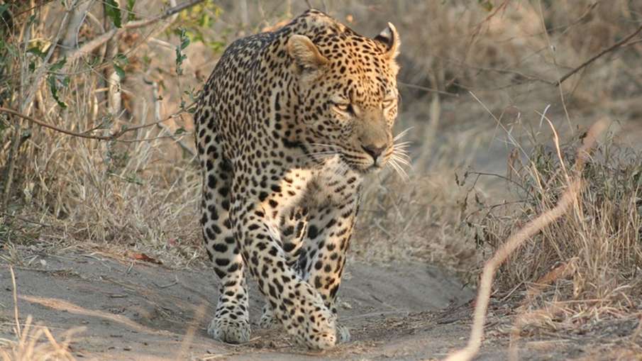 Madhya Pradesh, Madhya Pradesh Leopard, Leopard Mauls Woman To Death Madhya Pradesh, Madhya Pradesh Leopard, Leopard Mauls Woman To Death- India TV Hindi