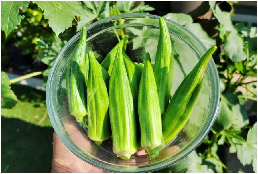 Bhindi Bhindi- India TV Hindi