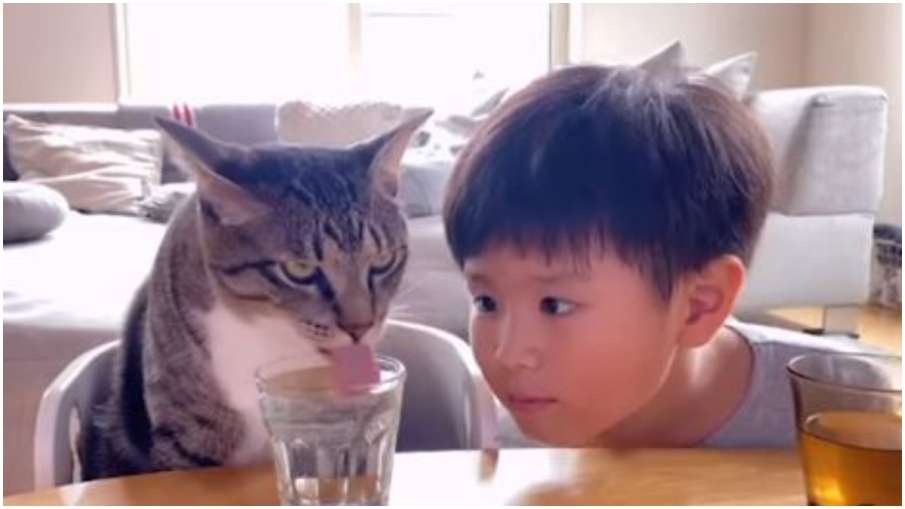 cat cat- India TV Hindi