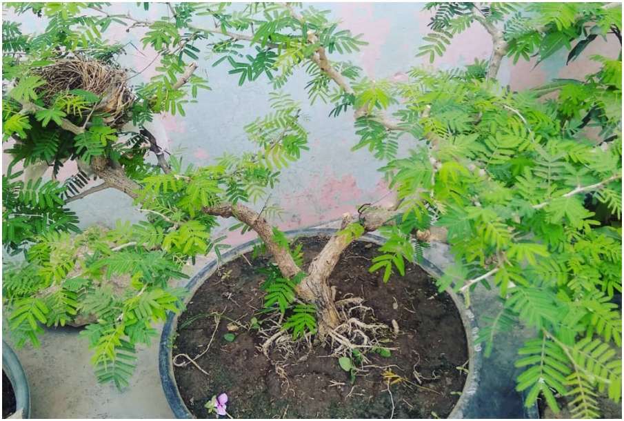 Shami Plant Shami Plant- India TV Hindi