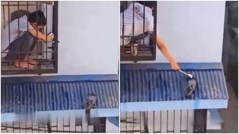little boy gave water to a pigeon little boy gave water to a pigeon- India TV Hindi