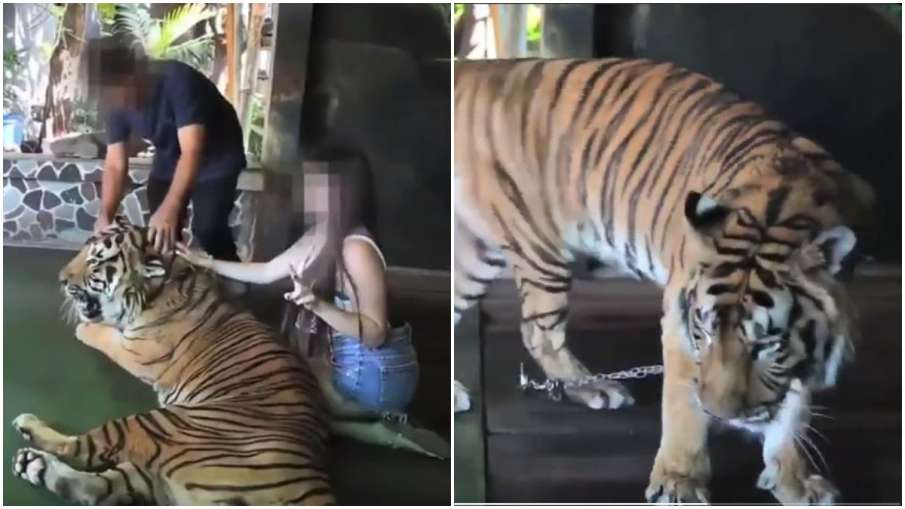 tiger tiger- India TV Hindi