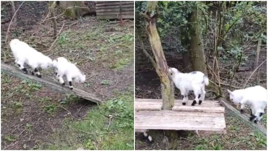 goat goat- India TV Hindi