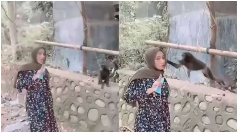 monkey attacks on woman while taking selfie monkey attacks on woman while taking selfie- India TV Hindi