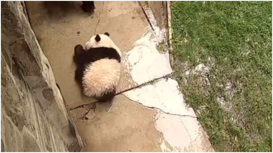 baby panda baby panda- India TV Hindi