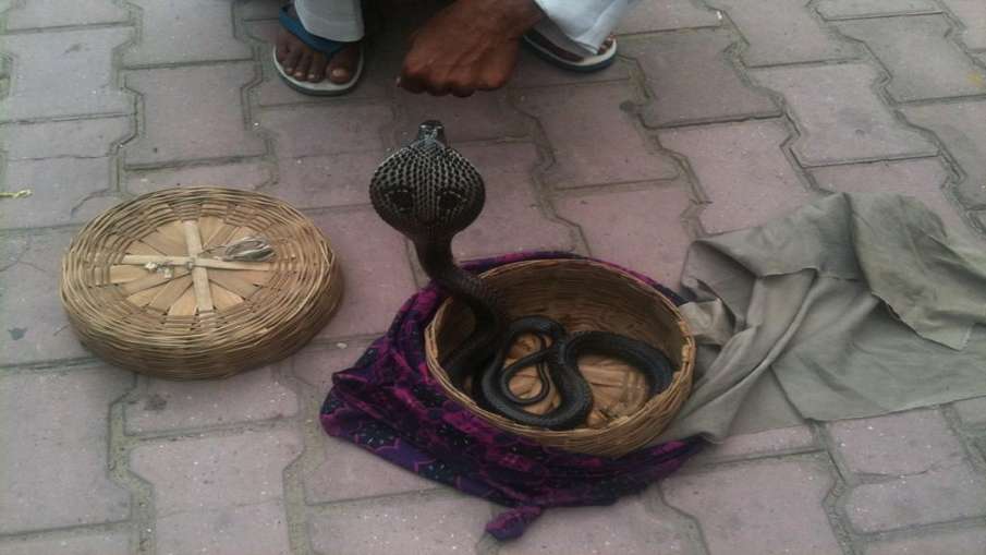 snake venom worth rupee 13 crore en route to china seized 13 करोड़ रुपये कीमत का सांप का जहर जब्त, भ snake venom worth rupee 13 crore en route to china seized 13 करोड़ रुपये कीमत का सांप का जहर जब्त, भ- India TV Hindi