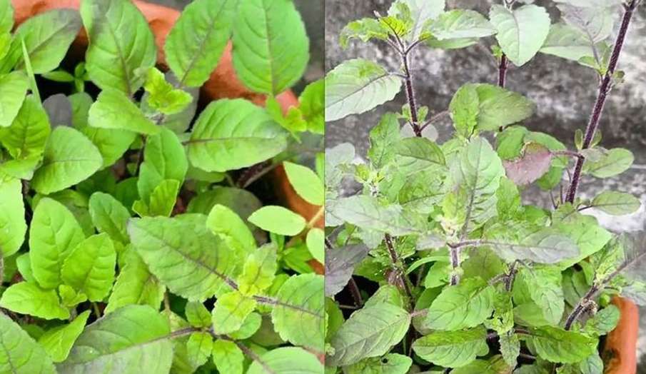 Vastu Tips: घर पर तुलसी का पौधा लगाते समय ध्यान रखें ये बातें, अन्यथा पड़ेगा बुरा असर Vastu Tips: घर पर तुलसी का पौधा लगाते समय ध्यान रखें ये बातें, अन्यथा पड़ेगा बुरा असर- India TV Hindi