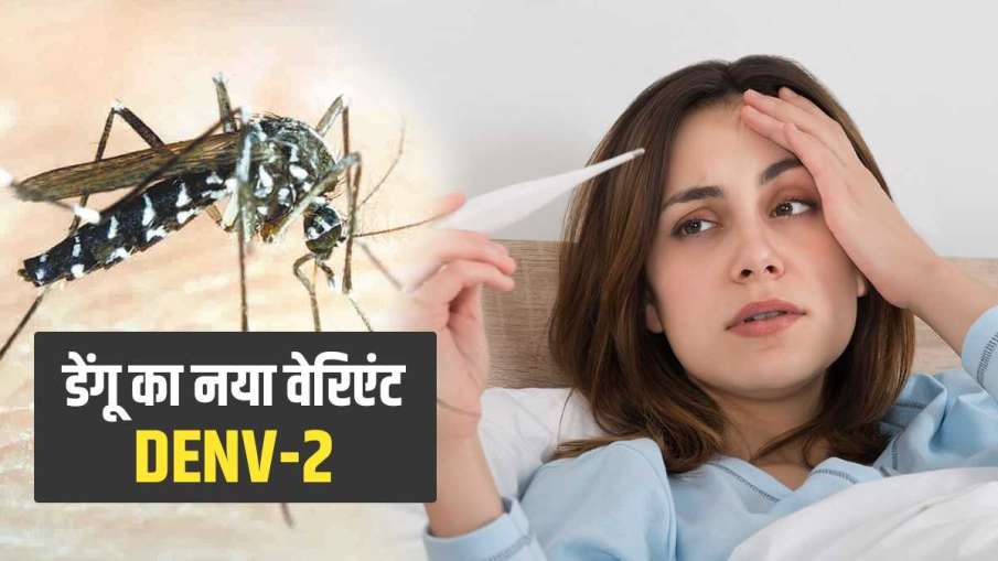 Dengue D2 Variant Symptoms Dengue D2 Variant Symptoms - India TV Hindi
