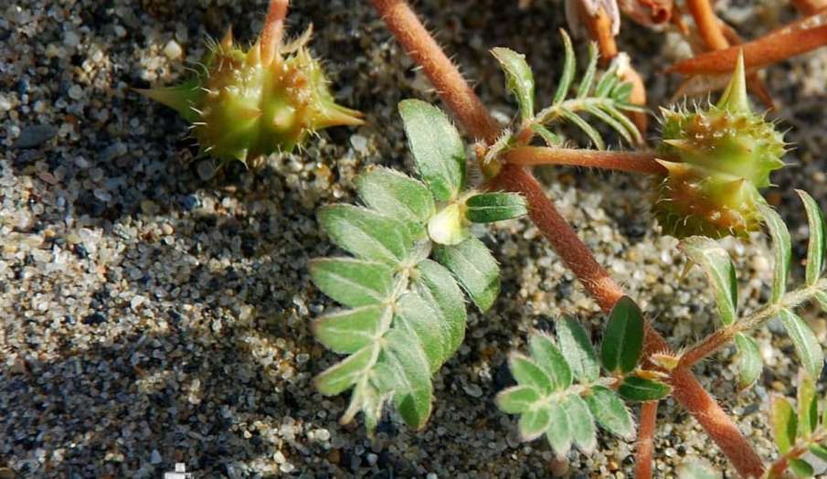 Uric acid patient eat Gokhru or tribulus terrestris Uric acid patient eat Gokhru or tribulus terrestris - India TV Hindi