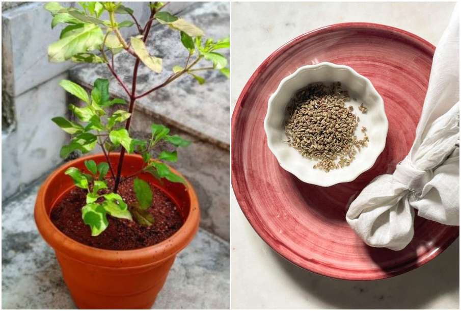 Tulsi and ajwain Tulsi and ajwain - India TV Hindi