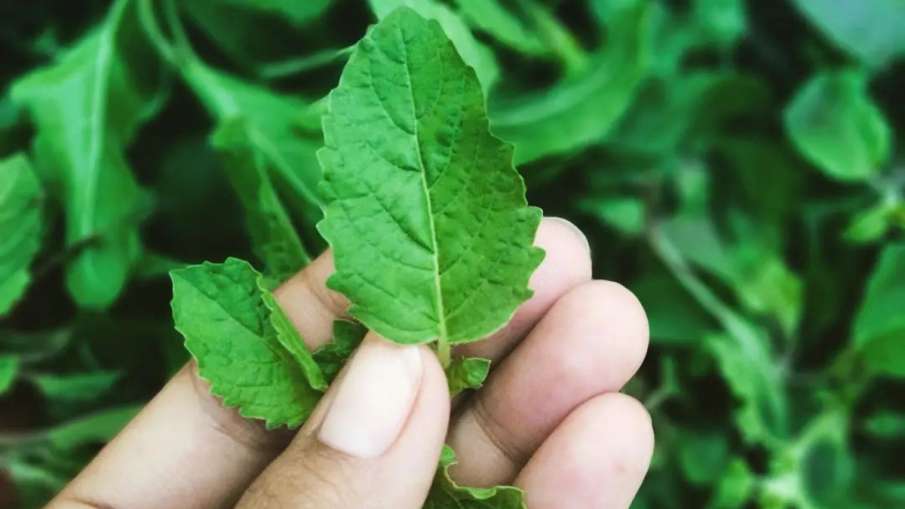 tulsi tulsi - India TV Hindi