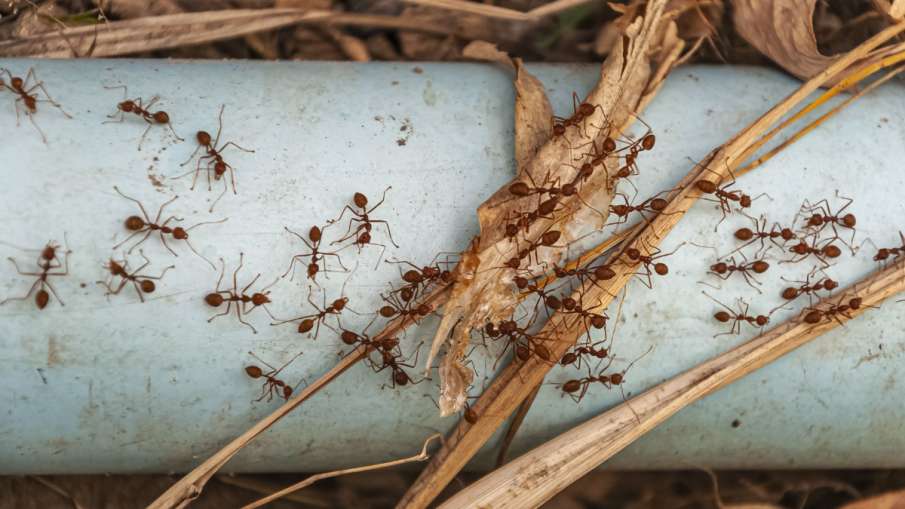 home remedies for ants home remedies for ants - India TV Hindi